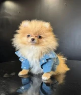 For Sale: Purebred Teacup Unkrainian Pomeranian (Male) – 3 Months Old