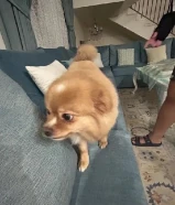 جلب للبيع عمره سنه و 4 شهور