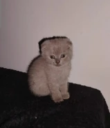 كيتن للبيع سكوتش فولد الاعمار شهر ونص سته خمس صفر ثلاث ثلاث اربع اربع تسع kitten Scottish