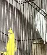 هوكر منتجين