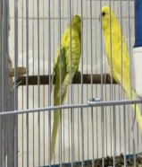 جوز بدجي منتج من قبل