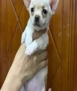 Mini PURE Chihuahua