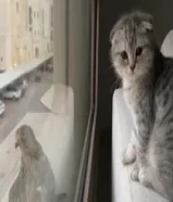 للبيع سكوتش فولد وبرتش العمر 5 شهور