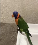 للبيع ببغاء لوري مع اغراضه98
