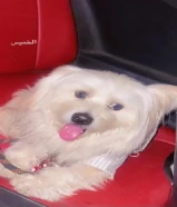 كلب مالتيز لعوب ولطيف / good dog