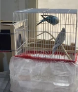 عصافير بادجي