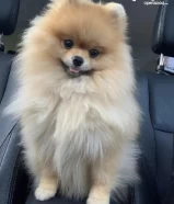 Pomeranian Toy