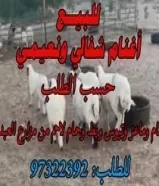 حسب الطلب، أغنام وماعز وتيوس حسب الطلب.