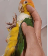 للبيع كايك حمامة