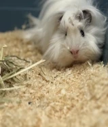 هامستر سوري & غيني بيغ Syrian Hamster &