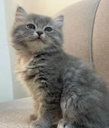 للبيع كتن برتش لونق هير