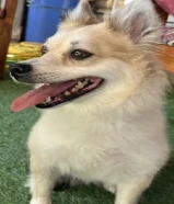 للبيع كلب بوميرانيان