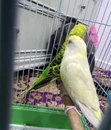 سلام عليكم زوج يادجي