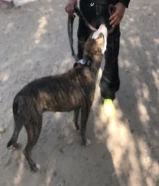 للبيع بيتبول xl الاصلي