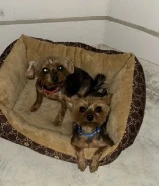 كلبين يورك شاير نثيه وذكر