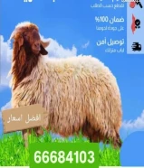 قصاب تحت الطلب جميع المناطق 24ساعة أقل الاسعار