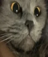 قطوتين مكس شرازي وسكوتيش، تبني Two adult female cats mixed with Scottish, adoption