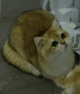 برتش قولدين ny12 مستوى ونسل جبار ذكر ونثيه