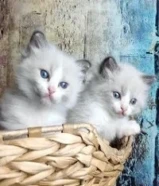 purebred ragdoll kitten looking for a new home