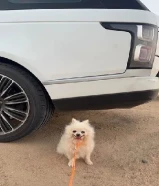 للبيع كلب بومرينيان