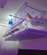 زوج كناري ايراني و زوج جاوا