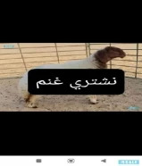 نشتري غنم ومعزا والدفع كاش