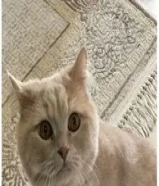 قط شيرازي للتبني ذكر معقم لم ينجب55761172
