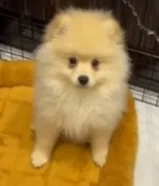 Male Pomeranian dog for sale جلب بومرينين ذكر