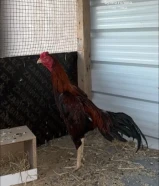 للبيع ديج تايلندي