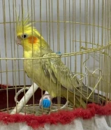 كروان للبيع