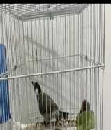 للبيع بلبل نشيط ماشاءالله مع القفص وانبوب الماي