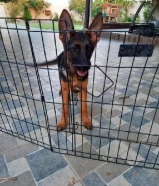 للبيع نثيه جيرمن شيبرد