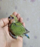 فروخ لوفبيرد عس ونهاية عس