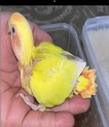 فروخ اوبلاين متعودين على العس