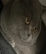 القط للتبني برتش