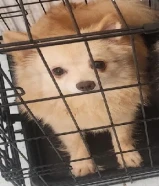 بوموميريان adoption