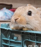 للبيع ارانب ألوانهم نادرة(الي يحب يشتري يراسلني فالدردشة