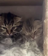 للبيع قطوتين سكوتش ذكر ونثيه