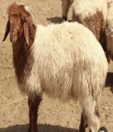 مطلوب غنم او معزى للحول سنه او 6 شهور المبلغ المطلوب شيك وكمبياله