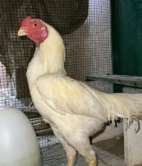 للبيع فايتر