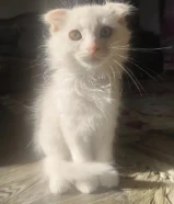 Persian + Scottish fold kitten available for adoption