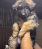 جراو جيرمن شولاين لونق هير