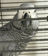 ((.... للبيع كاسكو ....))