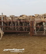 للاستيراد جمال . حاشي قعدان حشو من الصومال