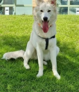 للبيع شيبرد سويسري