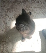 للبيع قط صغير ما عرف نوعه بس أليف قصته حزينه