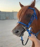 حصان بولش فاخر