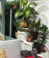 قط ذكر اسكوتش فولدر