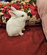 أرانب نشيطه