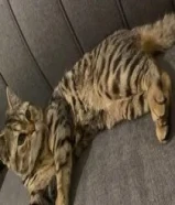 قطة للبيع بالكويت بأفضل سعر و توصيل المنزل50144615